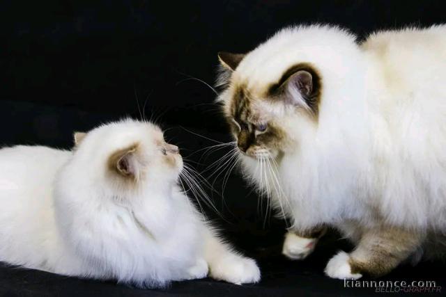 adorable chaton sacré Birmanie à donner 