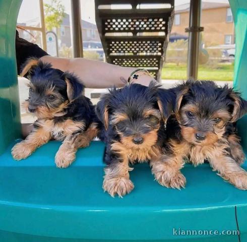 chiot Yorkshire pour saillie 