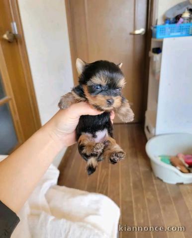 bébé chiot type Yorkshire mâle a donner 