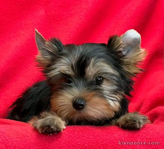 à adopter chiot Yorkshire 