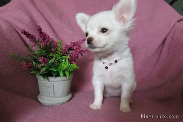 adorable chiot chihuahua femelle a donner 