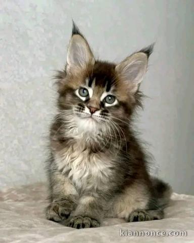 chaton maine coon pour compagnie 