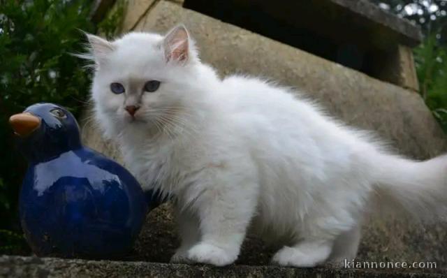 magnifique chaton sacré Birmanie à donner 