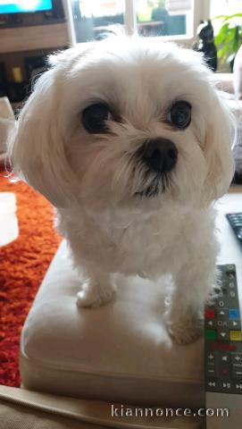 chiot bichon frisé femelle a donner 