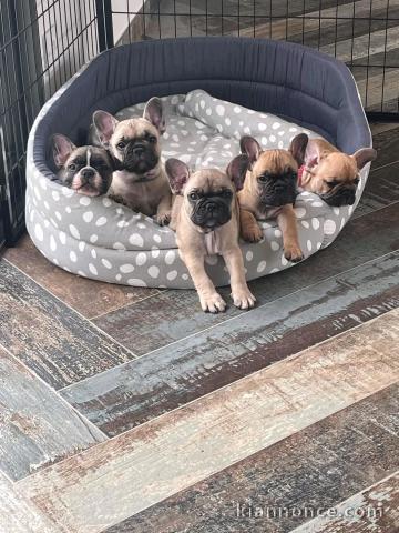 chiot type bouledogue français à donner mâle 