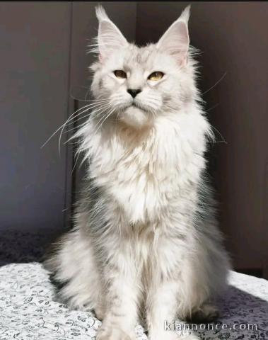 magnifique chaton maine coon disponible 