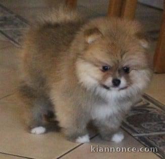 chiot spitz allemand disponible pour adoption 