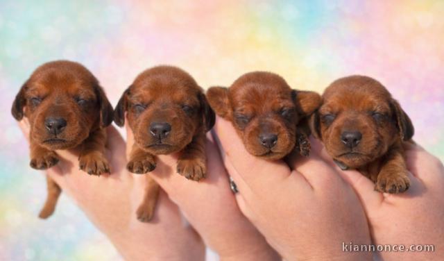 chiot teckel a donner contre bon soin 