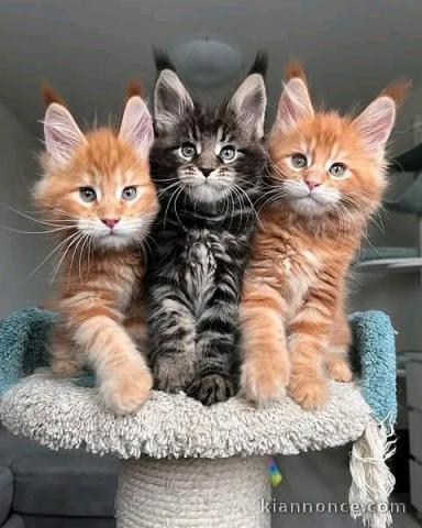 je vends mes chatons maine coon 