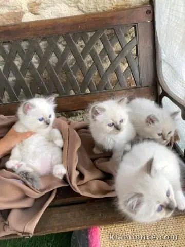 dons chaton sacré Birmanie 