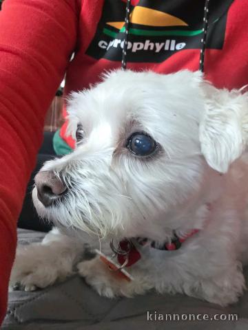 à adopter chiot bichon femelle 