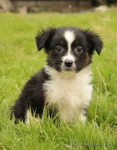bébé chiot berger australien à adopter 