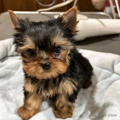 à adopter chiot Yorkshire femelle 