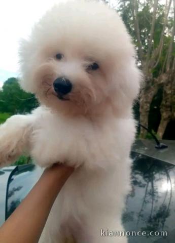 bébé chiot bichon maltais à donner 