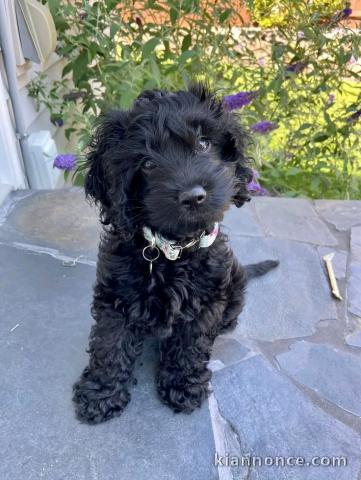  chiot cockapoo a donner contre bon soin 