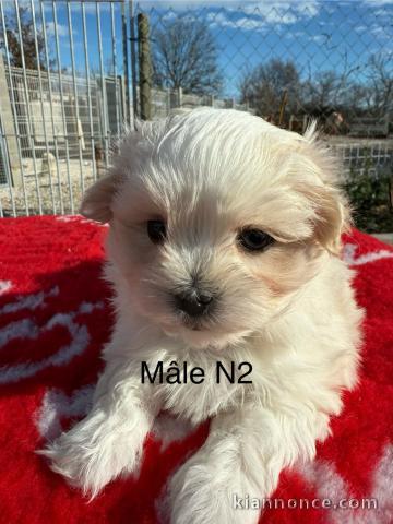 adorable chiot bichon maltais 