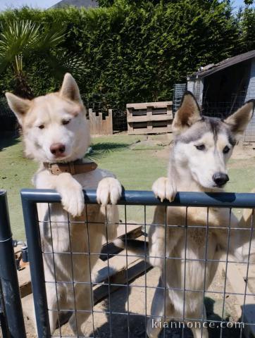 2 chiot husky sibérien pour compagnie 