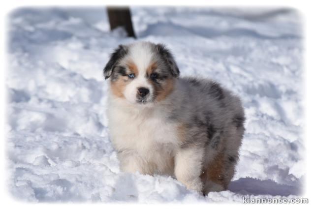 chiot berger australien disponible 