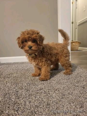 bébé chiot cockapoo a donner 
