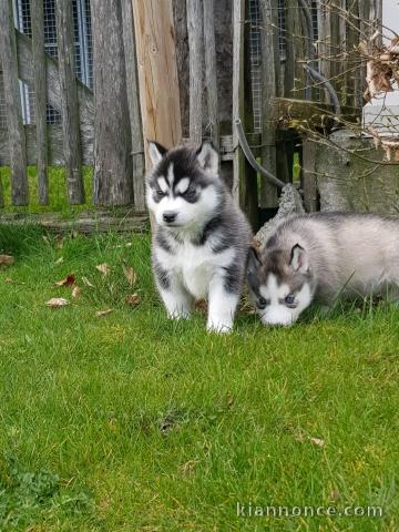 chiot husky sibérien aux yeux bleus 