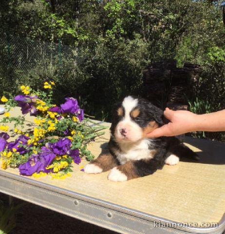 A donner Chiot Bouvier Bernois femelle
