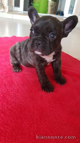 Chiot type Bouledogue français Femelle à donner