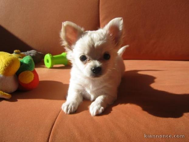 A donner Chihuahua d\