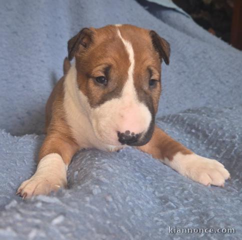 chiot Bull terrier femelle a donner 