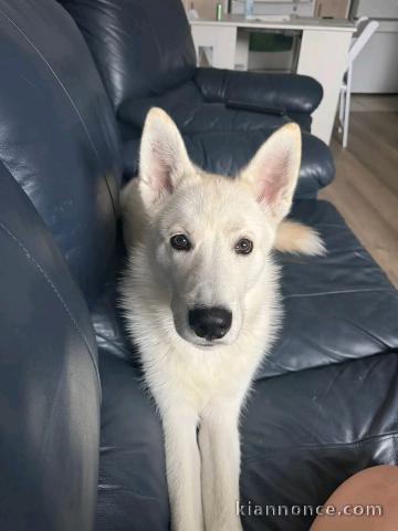 je donne chiot husky sibérien adorable 