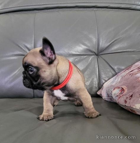 je donne chiot bouledogue français 