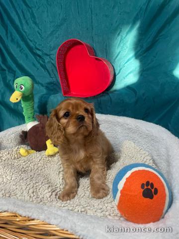 chiot cavalier king charle femelle a donner 