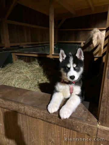 je donne chiot husky sibérien mâle 