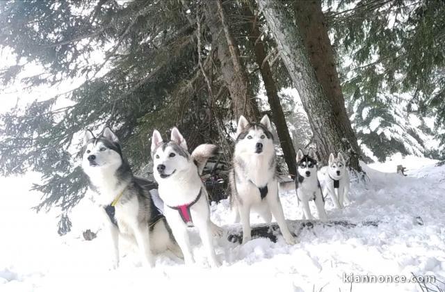 bébé chiot husky sibérien à donner 