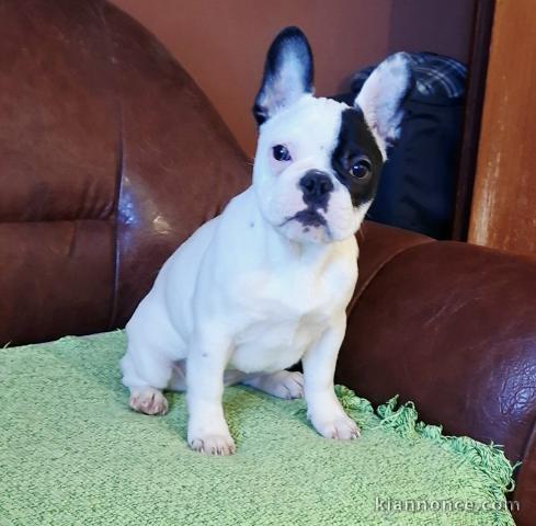 Bouledogue français – magnifique chiot femelle