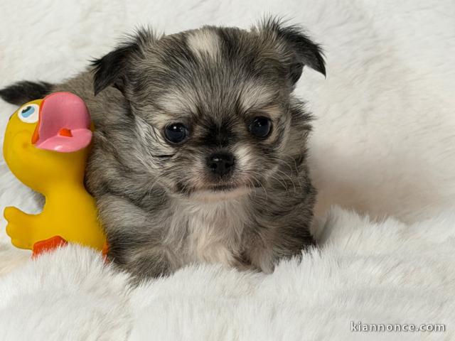 je donne chiot chihuahua disponible 