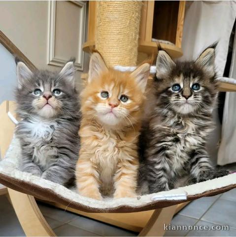 bébé chaton maine coon 