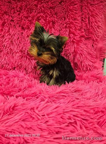 je donne sur Paris chiot Yorkshire 