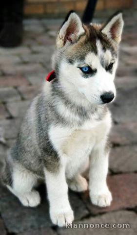 Dons bébé chiot husky sibérien mâle 