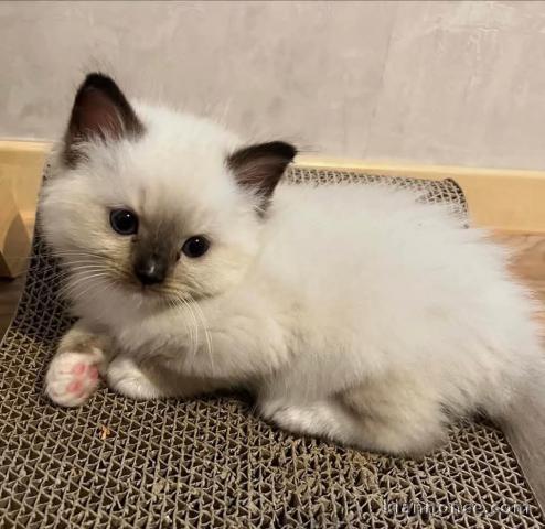 je donne mon chaton sacré Birmanie 