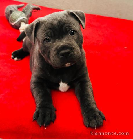 magnifique chiot Cane Corso disponible 
