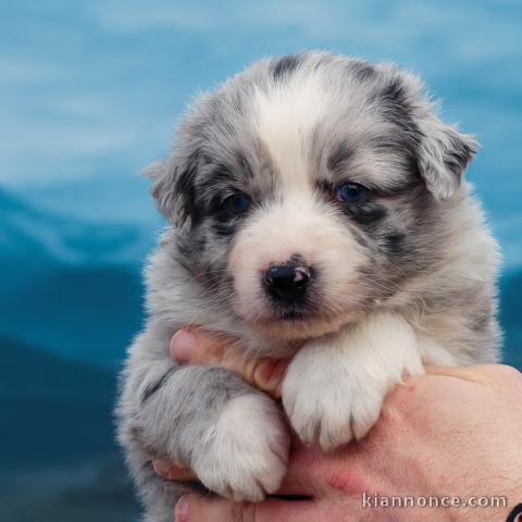 bébé chiot berger australien disponible 