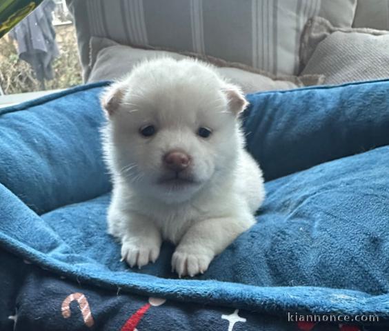 bébé chiot Shiba inu disponible 