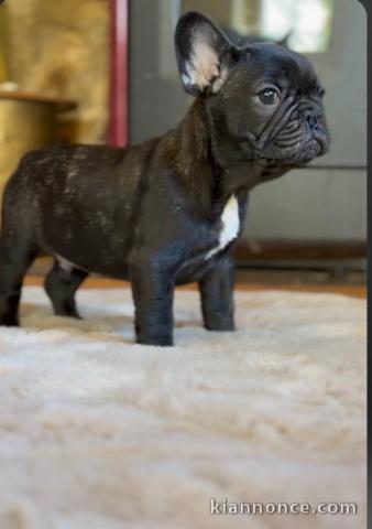 bébé chiot bouledogue français disponible 