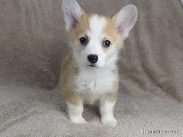 Chiots Welsh Corgi Pembroke à donner 