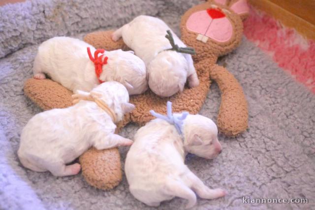 je donne chiot bichon disponible 