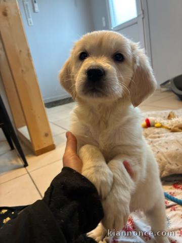 bébé chiot golden retriever mâle 