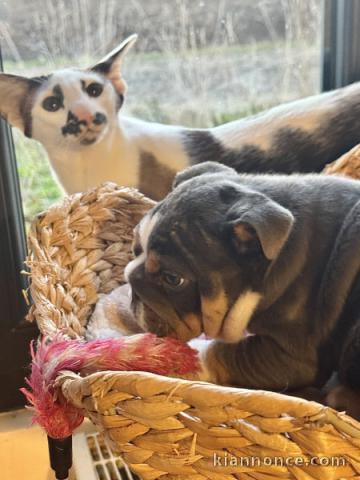 chiot bulldog anglais mâle a donner 
