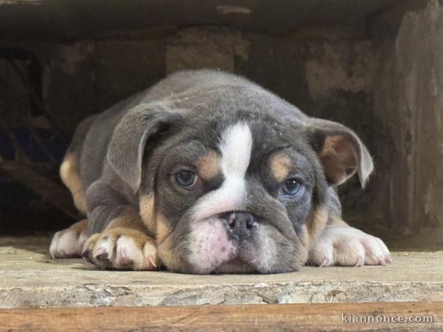 chiot bulldog anglais mâle a donner 