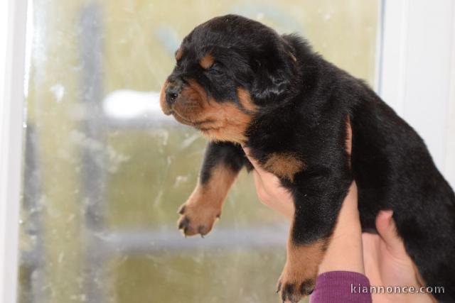 je donne chiot rottweiler disponible 