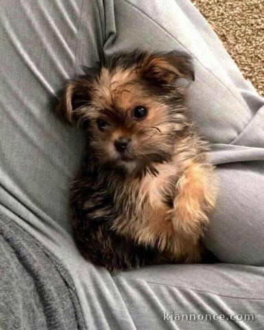 je donne mon chiot Yorkshire 